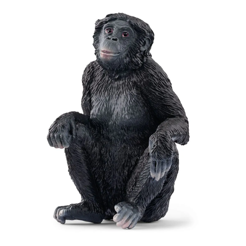 Bonobo Vrouwtje Bonobo Vrouwtje