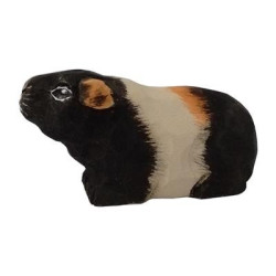 Cavia 40724