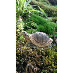 Schildpad 40704 Schildpad 40704