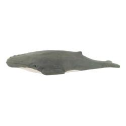 Bultrugwalvis 40823
