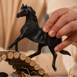 Arabische Hengst