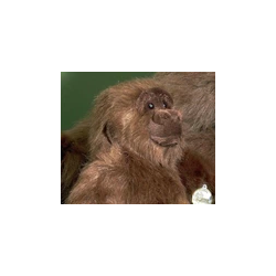 Knuffel Gorilla groot 40cm
