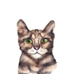 Postkaart Kat