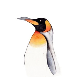 Postkaart Pinguin