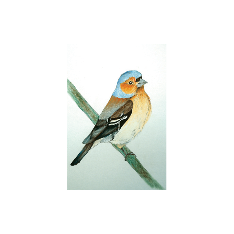 Ansichtkaart Vink