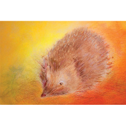 Minikaartje Egel
