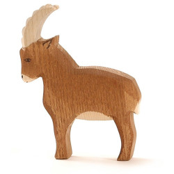 Steenbok 17501