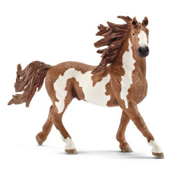 Paard Pinto Hengst 13794