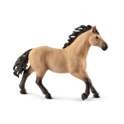 Paard Quarter Horse Hengst 13853