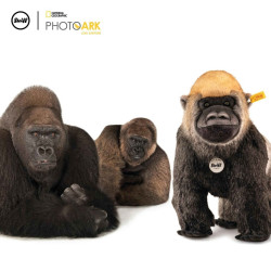 Knuffel Aap National Geograpghic Boogie Gorilla Knuffel Aap National Geograpghic Boogie Gorilla