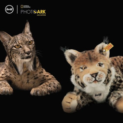 Knuffel Lynx National Geographic Mizzy 35 cm Knuffel Lynx National Geographic Mizzy 35 cm