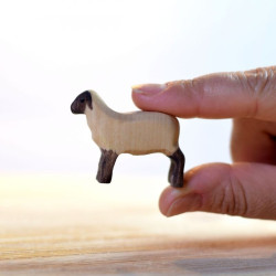Schaap Lam Lopend Schaap Lam Lopend